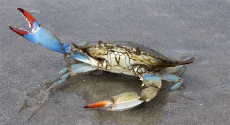 Granchio blu vivo con colori vivaci
