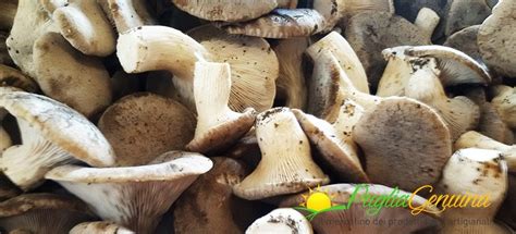 Funghi cardoncelli freschi