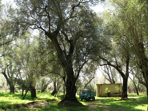 Campo di ulivi nella Piana di Gioia Tauro