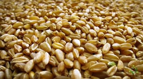 Grano duro