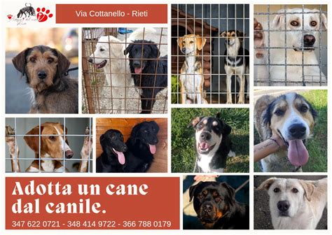 Cani in un rifugio che guardano fuori dalle gabbie