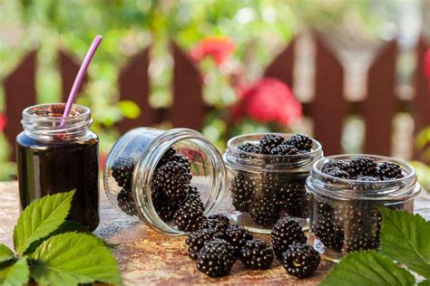 Vasetti di marmellata di more chiusi sottovuoto