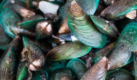 Cozze verdi neozelandesi