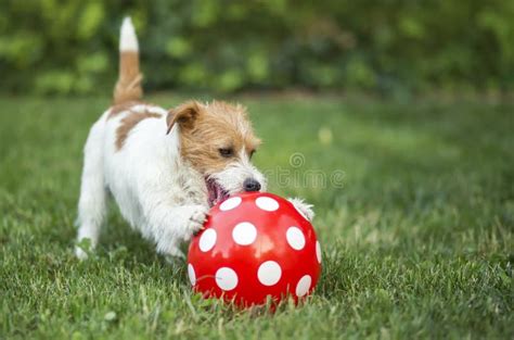Immagine di un cane che gioca felice