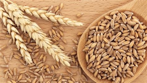 Raccolta di spighe di farro