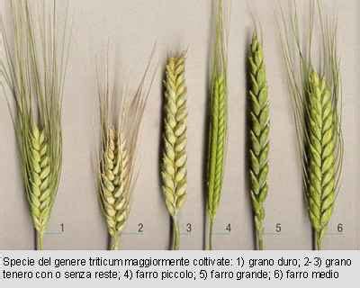 Grano tenero in spiga