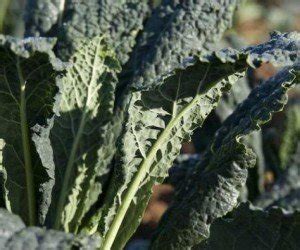 Foglie di cavolo nero 
