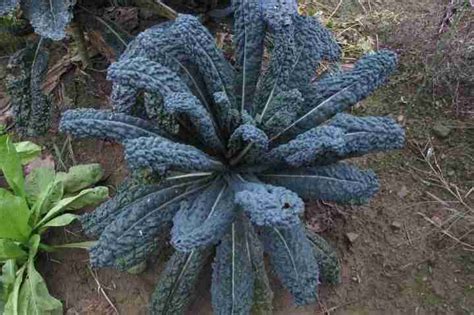 Pacciamatura attorno a una pianta di cavolo nero