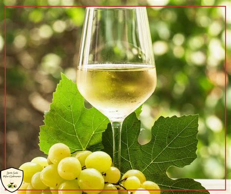 Calice di vino bianco fresco accanto a cartocciate