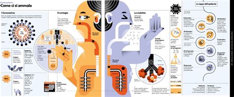 Infografica che mostra le diverse applicazioni culinarie dei savoiardi