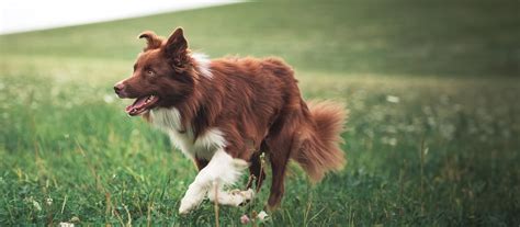 Cane con pelo lucido e sano che gioca all'aperto