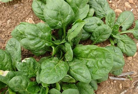 Pianta di spinaci in crescita