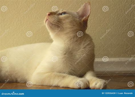 Gatto bianco che osserva pensieroso