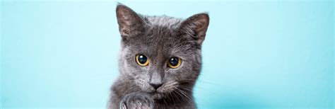 Gatto certosino accoccolato su un libro