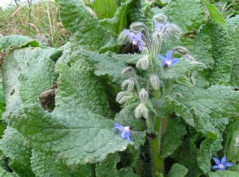 Ortica e borragine in un campo