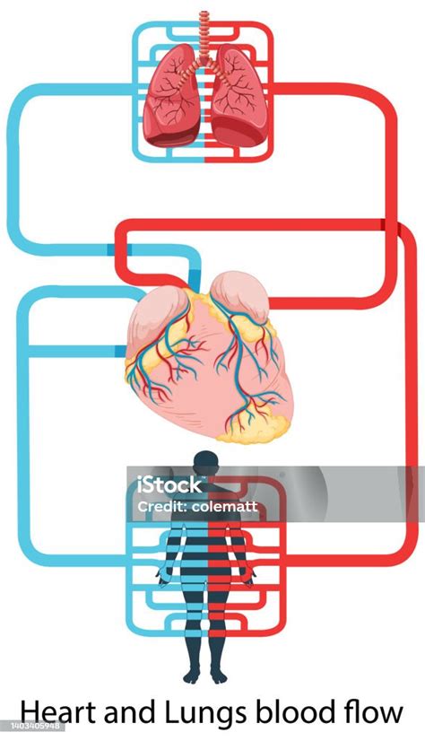 Diagramma del flusso sanguigno nei vasi