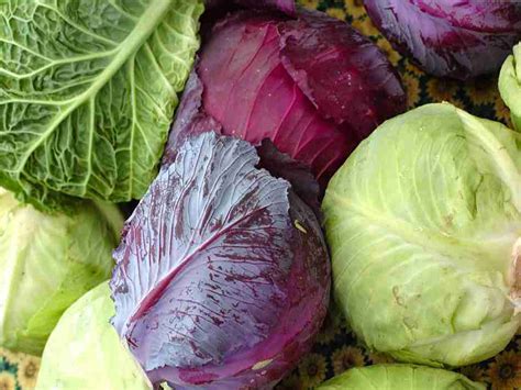 Collage di immagini che mostrano la diversità dei cavoli: cavolo rosso, verza, cavolo nero, cavolfiore, broccoli, cavolo cinese.