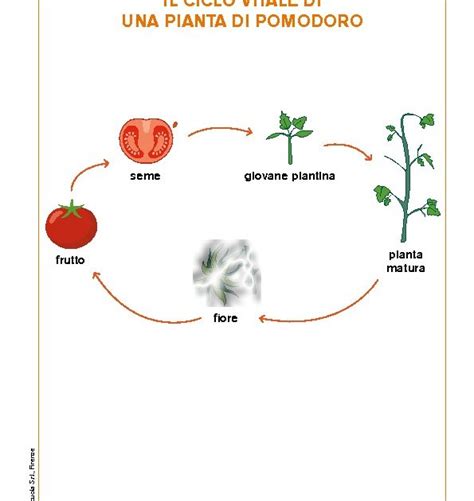 Schema di una pianta di pomodoro determinata