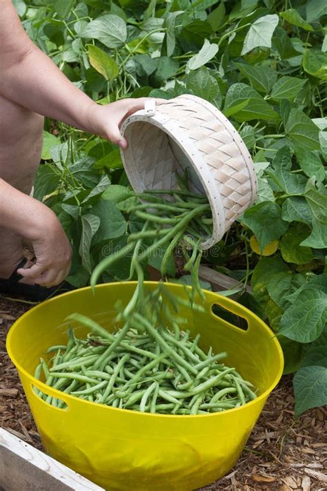 Raccolta di fagiolini freschi dal vaso