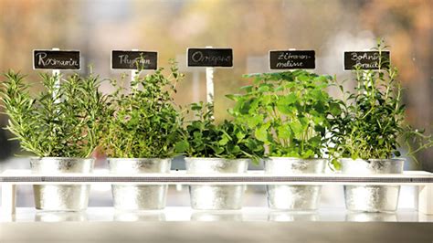 Bilancia con erbe aromatiche