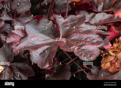 Foglie di una pianta erbacea con peluria