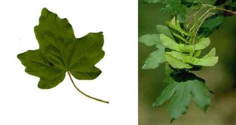 Dettaglio di foglia e samara di acero campestre