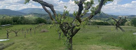 Vite maritata all'acero campestre