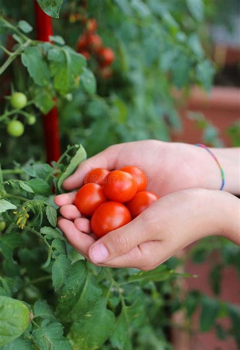 Pomodori freschi appena raccolti