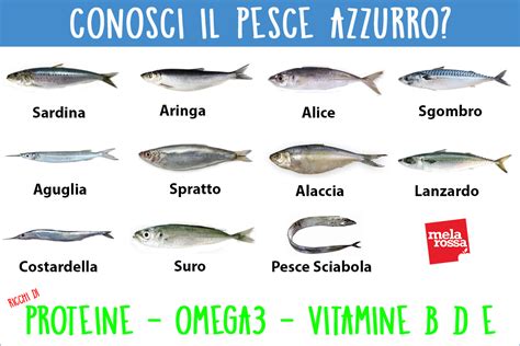 Una selezione di piccoli pesci azzurri freschi