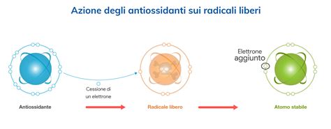 Diagramma che illustra l'azione dello Zinco come antiossidante