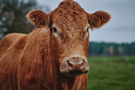 Animale da allevamento