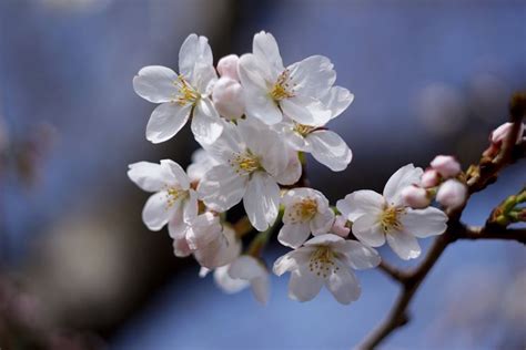 fiori di ciliegio danneggiati dalla gelata