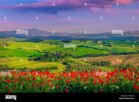 Campagna toscana con campi di fagioli