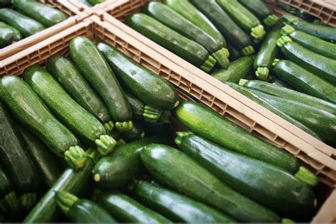Campo di zucchine pacciamate con teli biodegradabili
