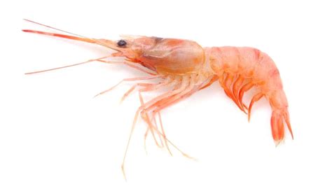 Pesca del gambero rosa nel Mediterraneo