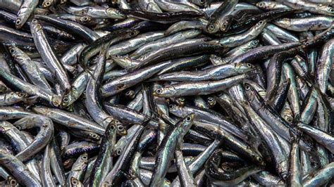 Pesca di alici nel Mediterraneo