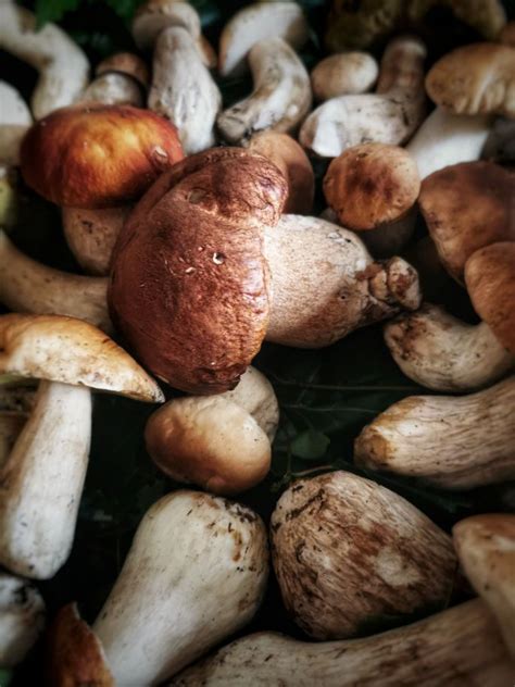 Funghi porcini freschi in un bosco autunnale