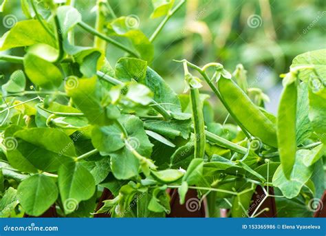 Campo coltivato a piselli