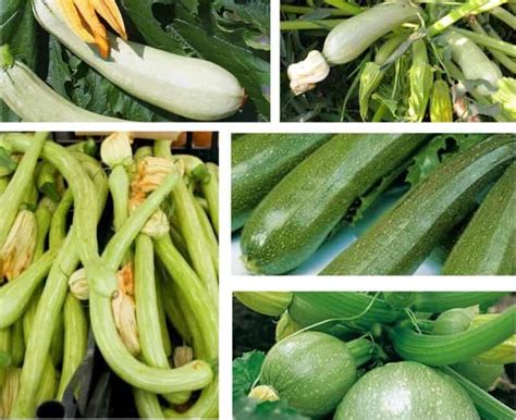 Varietà di zucchine fresche