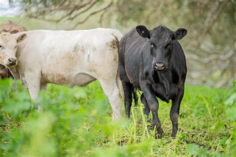 Bovini di razza Wagyu al pascolo