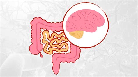 Schemi di collegamenti tra cervello e intestino