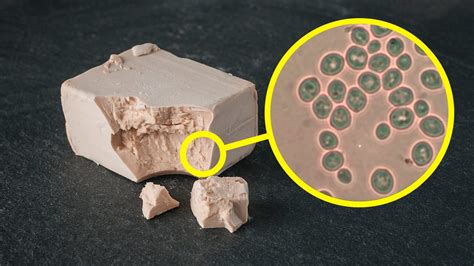 Microscopio che mostra lieviti killer e sensibili