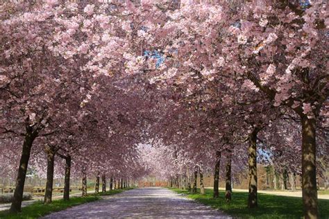 Campo di ciliegi in fiore