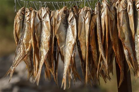 Pesce stocco essiccato al sole su un'isola norvegese
