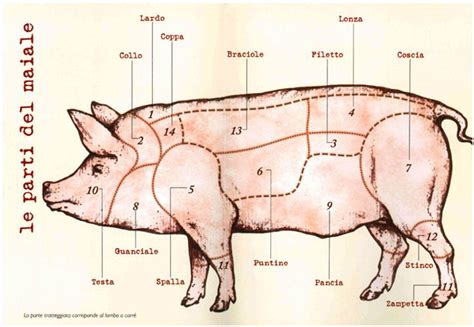 Parti anatomiche del suino