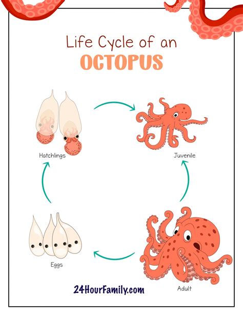 schema del ciclo vitale del polpo