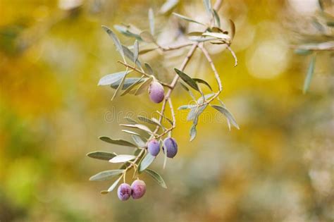 Foglie e frutti di olivo
