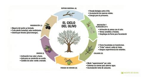Diagramma del ciclo fenologico dell'olivo
