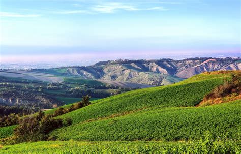 Paesaggio con uliveti su un terreno collinare