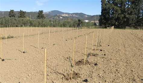 Oliveto in fase di impianto con tutori